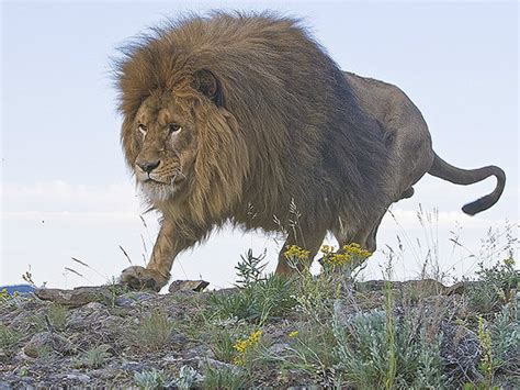 獅子特徵